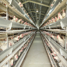 Nouvelle cage de poulet design à vendre cage de poulet de type H galvanisé à chaud en Europe